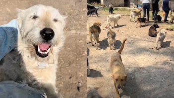 Animalistas temen que maten a