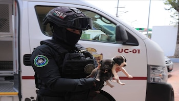 Catean presunta veterinaria irregular en