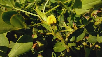 El secreto detrás del dulzor