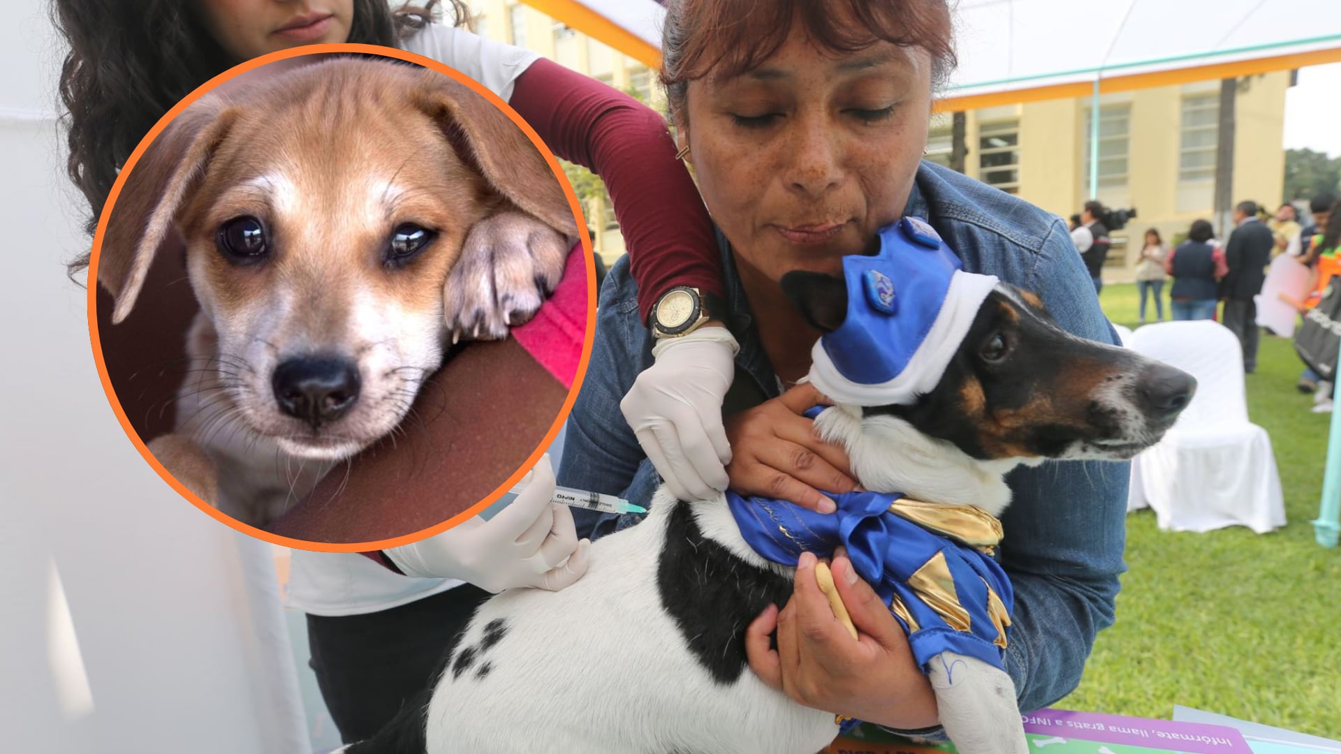 Campaña veterinaria gratis este 7 de julio. (Fotocomposición Infobae Perú/Andina)