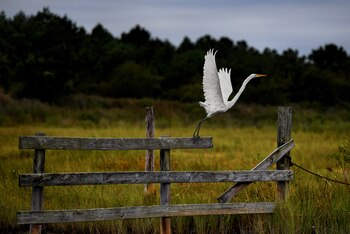 Una garceta grande alza el