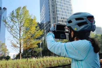 Ahuehuete en Glorieta de la