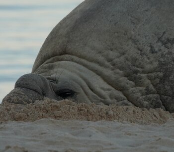Locales hacen lo posible por