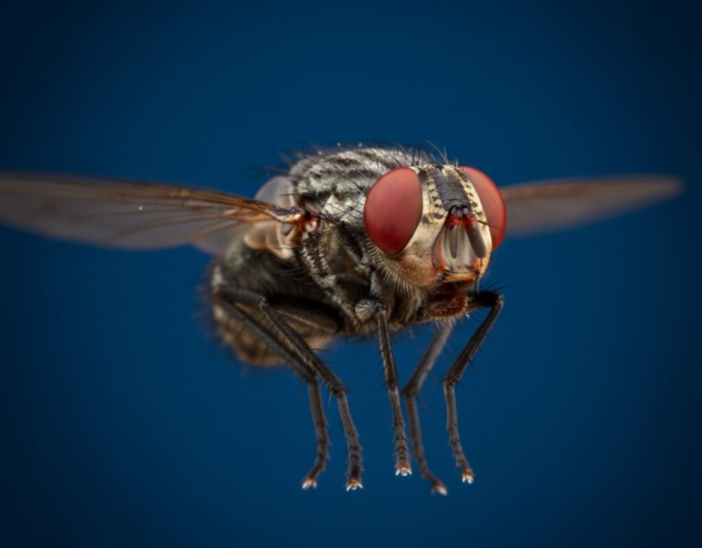 (Imagen Ilustrativa Infobae)