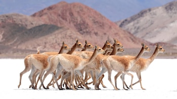 Las vicuñas viven en familias