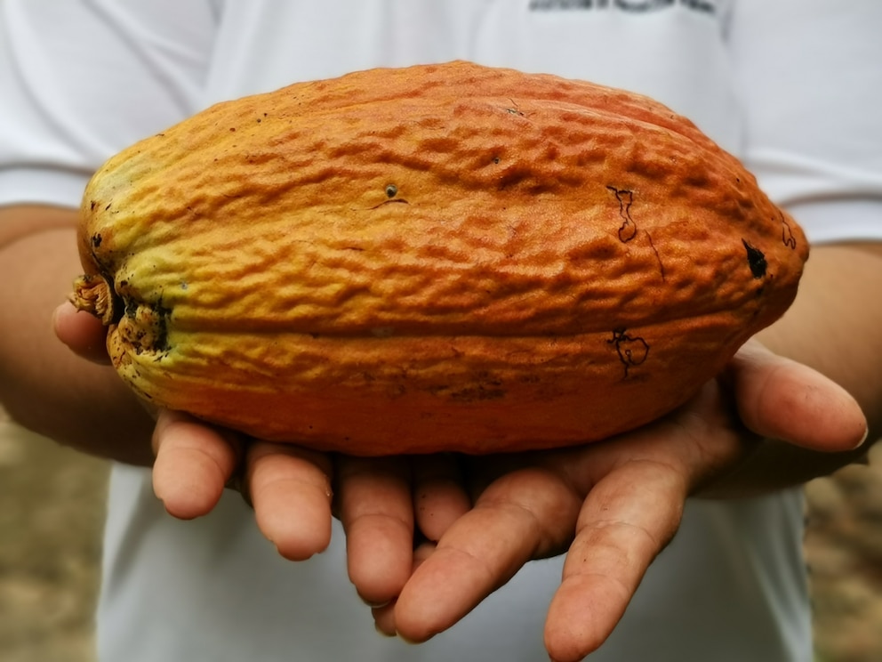 cacao nació en la Amazonía ecuatoriana
