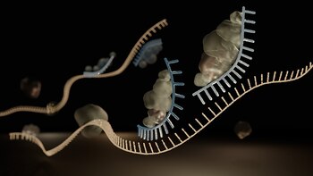 Los investigadores que ganan el