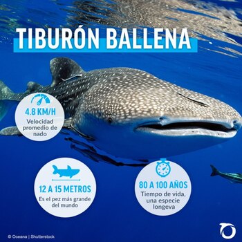 El pez ballena también tiene