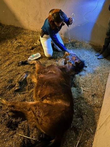 Elena Larrea se dedicó a