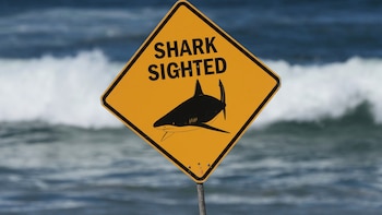Sus amigos lo vieron morir: un tiburón mató a un pescador en el segundo ataque mortal en una semana en Australia