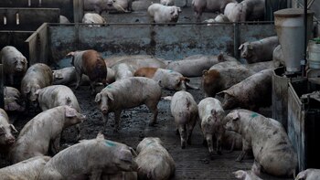 Cerdos en una granja de