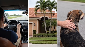 Las 12 nuevas leyes que entran en vigor en Florida el 1 de octubre: cambian reglas para conductores, inquilinos y mascotas