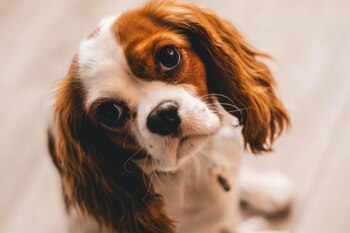 ¿Por qué los perros inclinan