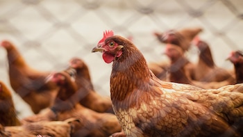 El negocio del pollo y