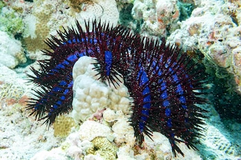 La proliferación de la corona