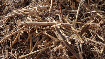 Los hoteles de la Costa