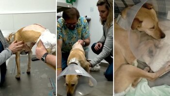 Diego tuvo una rehabilitación exitosa