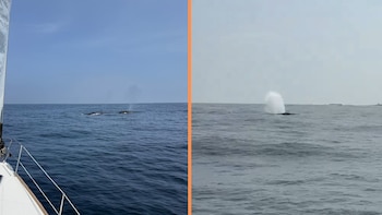 Ballena es vista en la costa de Lima: el evento se hace más usual por el fenómeno El Niño