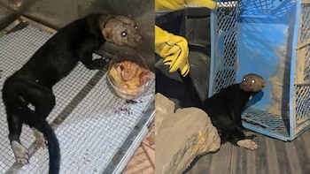 Una tayra fue hallada paralizada