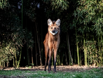 Las poblaciones de animales han