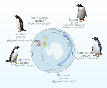 Mapa circular de la Antártida rodeado por seis ilustraciones de pingüinos papúa con textos descriptivos de sus subespecies