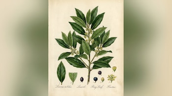 Ilustración botánica de una rama de laurel con hojas verdes oscuras, pequeños racimos de flores amarillas y frutos morados, sobre un fondo claro.