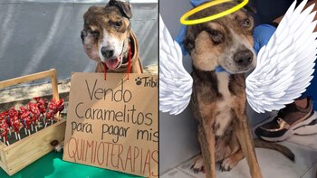 Tribilín falleció en abril de