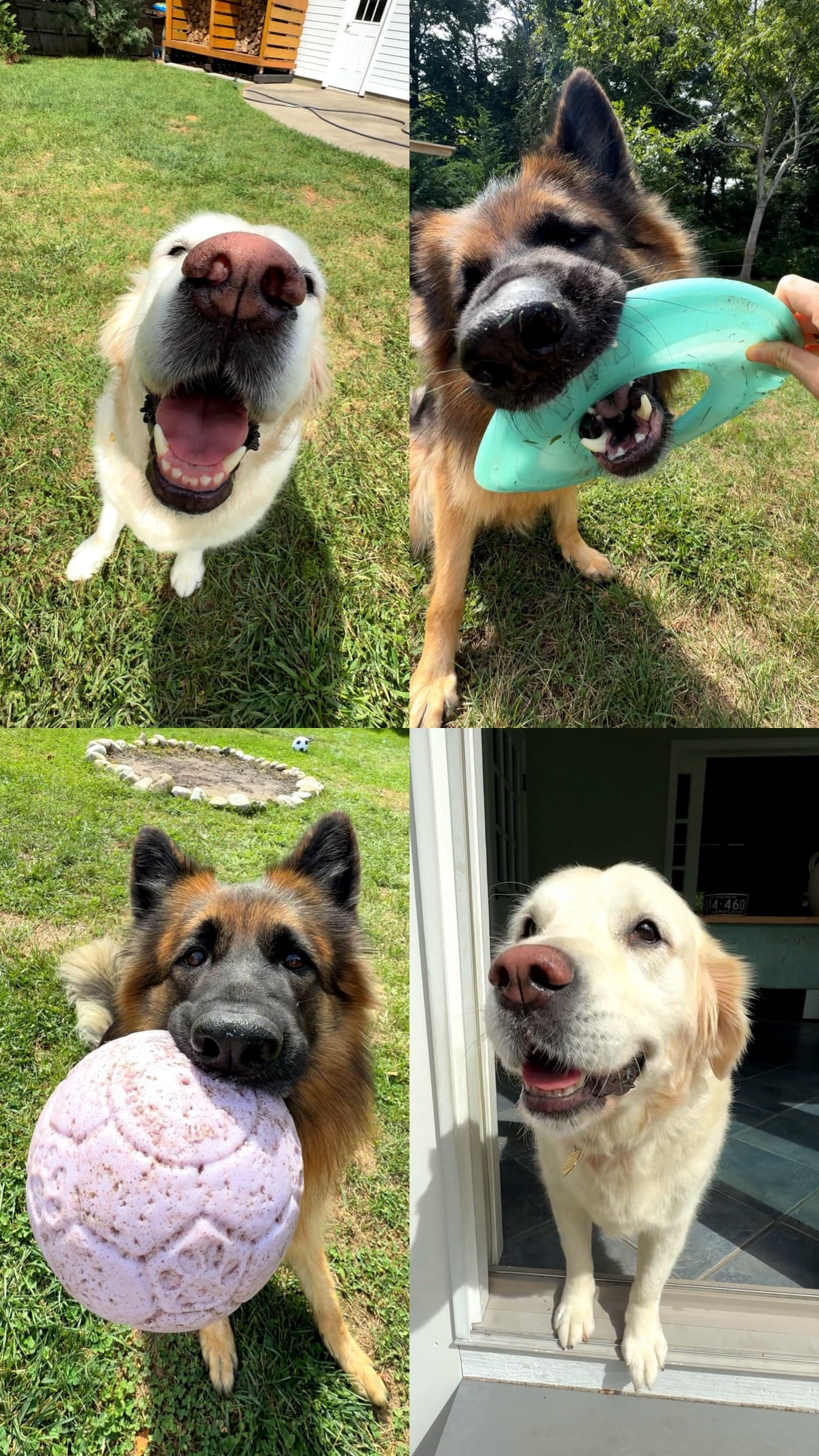 La labor de paseo y cuidado de perros requiere el manejo de situaciones de riesgo como emergencias de salud y peleas entre animales (@kaitniccolee/Instagram)