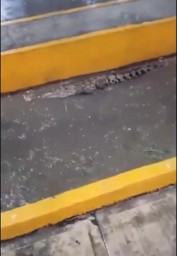 El reptil fue captado en