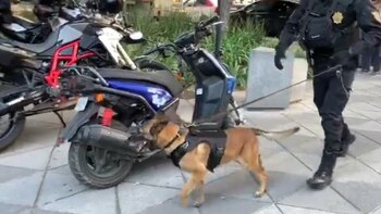 Los binomios caninos investigaron exhaustivamente