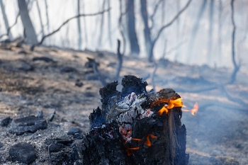 Ya afecta una superficie aproximada 7 hectáreas, mayoritariamente forestales, según datos de los Agentes Rurales.