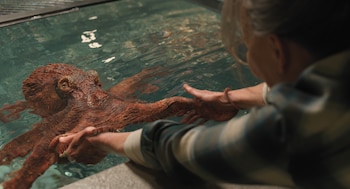 Vista de cerca de un pulpo rojo del Pacífico de color rojizo tocando una mano humana en el agua, con las ondulaciones del agua visibles