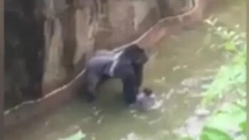 Un descuido, una ejecución y un debate abierto: el día que mataron a un gorila para salvar a un niño que había caído en su fosa