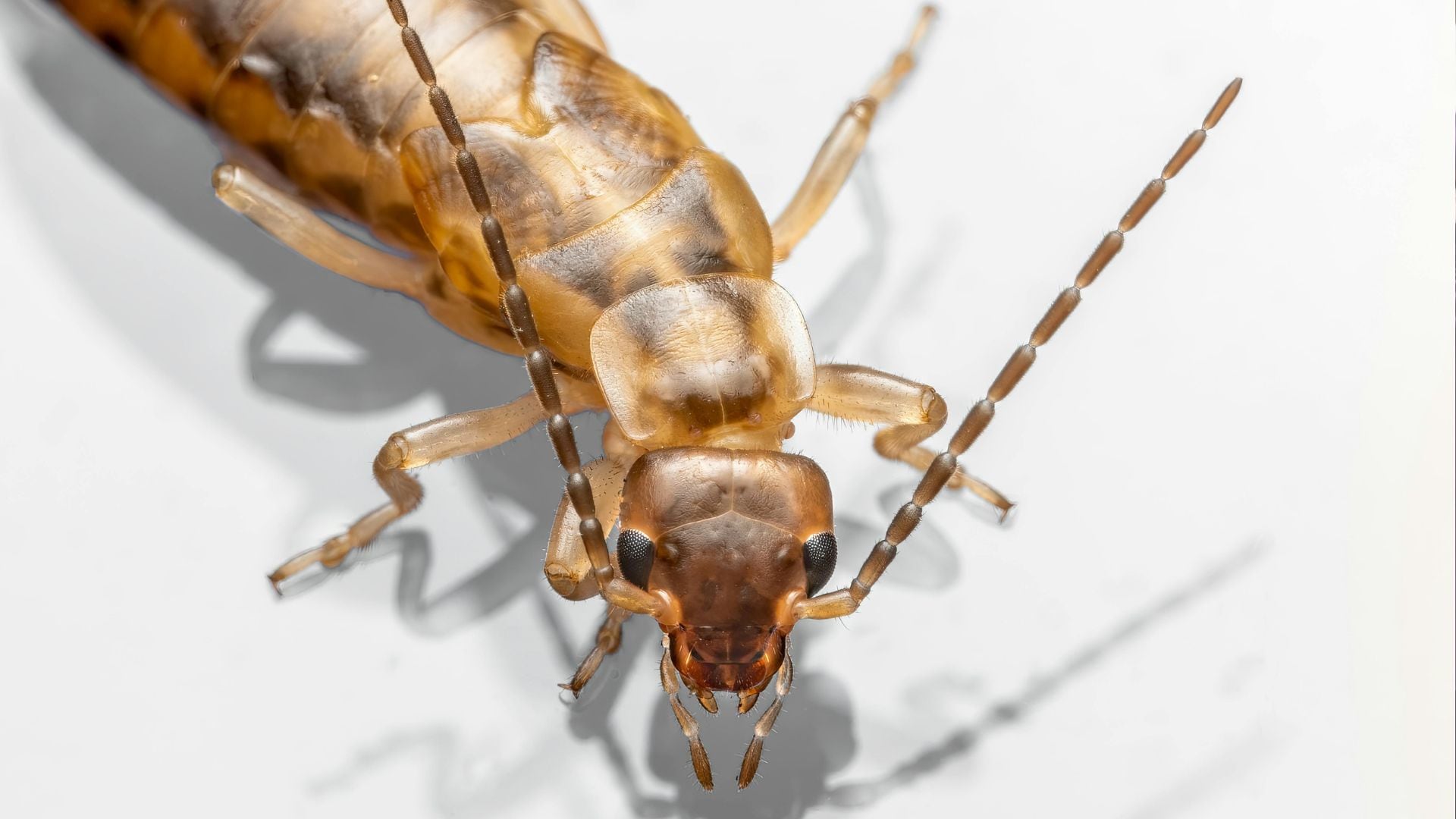 Una termita en primer plano (Pexels)