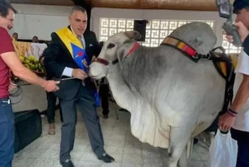 La curiosa posesión del alcalde de Filandia, Duberney Pareja Giraldo, que invitó a su toro mascota al evento - crédito El Quindiano