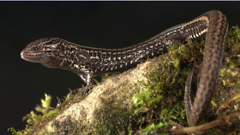 Científicos peruanos y ecuatorianos describen especie inédita en el Bosque de Protección Pagaibamba - Créditos: Sernanp.
