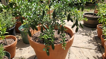 Un árbol en una maceta de terracota contiene varios frutos verdes alargados, rodeado por otras macetas en un patio de piedra.