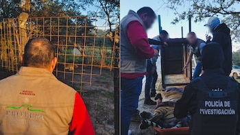 Tigre de Bengala es hallado con lesiones y deshidratación en narcocampamento de Fresnillo, Zacatecas. (Foto: Profepa)