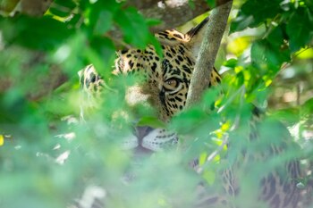 Al clonar animales silvestres, se