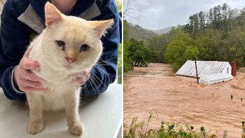 El gato se aferró al