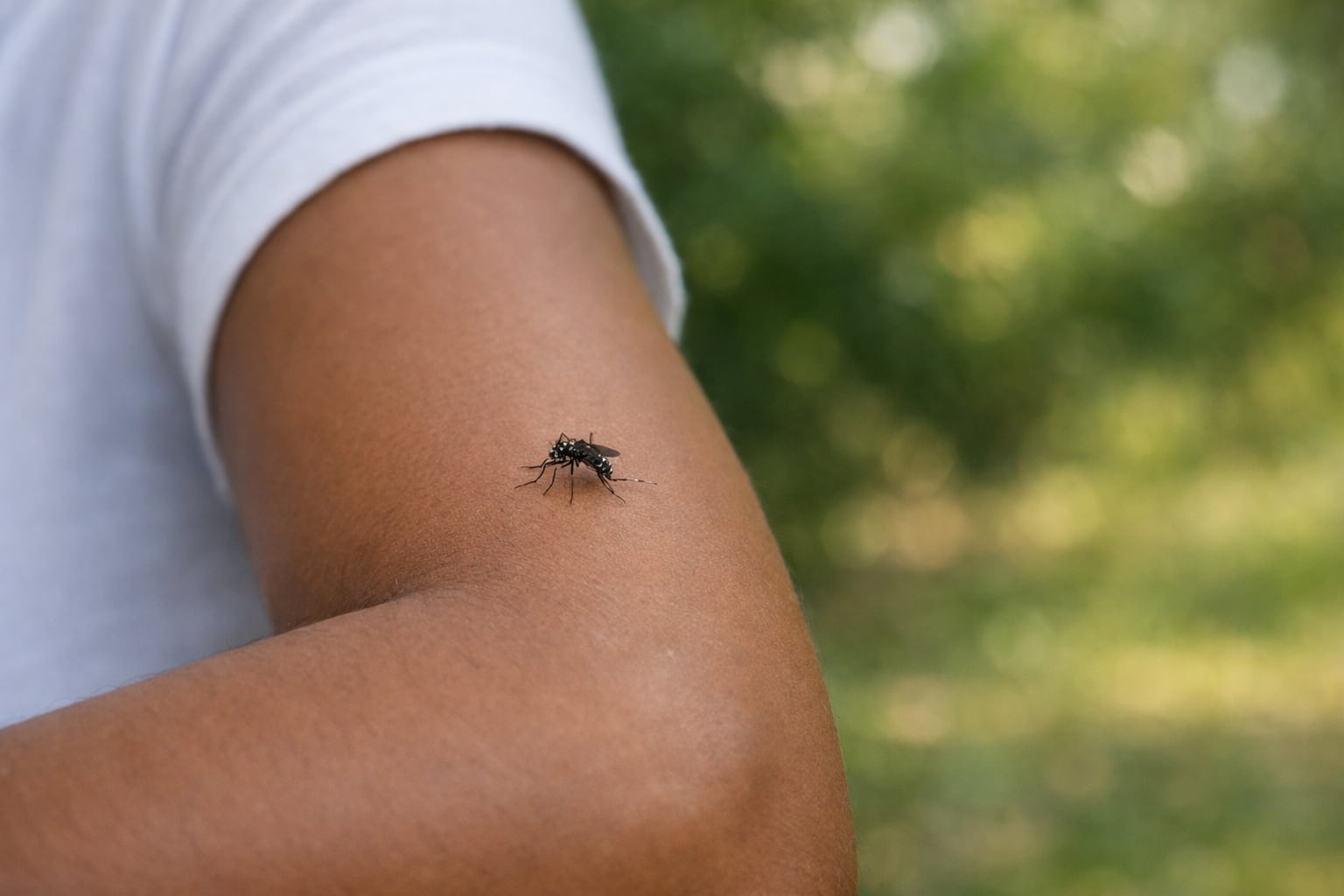 El dengue bajó en República Dominicana con 10 casos confirmados en la Semana 20 y un acumulado anual de 111, por debajo de los 126 del mismo período de 2025. (Imagen Ilustrativa Infobae)