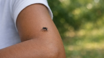 El Salvador registra la primera muerte por dengue en 2026 y suma 21 casos confirmados