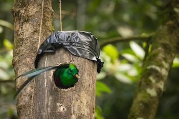 Un quetzal de plumaje verde asoma por el orificio de un nido de madera cubierto con plástico negro en un tronco