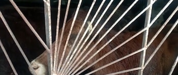 Autoridades sanitarias de Bogotá, enfrentan