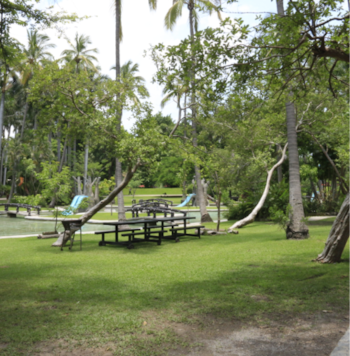 El bosque de galería que crece junto al manantial cumple una función de regulación de la humedad regional. (Foto: Gobierno de Morelos)