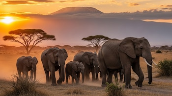 15 elefantes mueren en Kenia y las autoridades investigan un posible envenenamiento con cianuro
