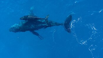 Aunque no veamos el mar