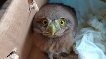 Detienen a hombre que intentó