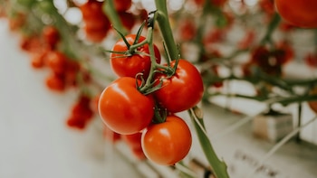 Si quieres que tu tomate crezca más grande y sabroso, añade tres cucharadas de este producto