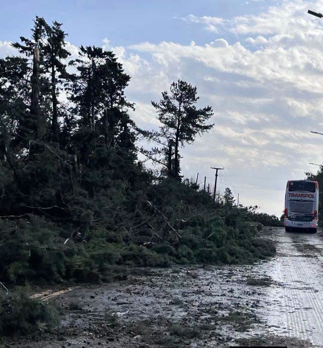 Varias rutas y caminos fueron interrumpidos por la caída de árboles (Facebook: González Radioguay Mario Ramón)